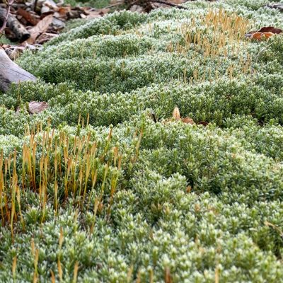Vernetzung durch Telegram-Gruppe